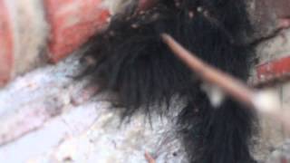 Cientos de arañas apiñadas para protegerse se disipan al tocarlas. Aracnofobia