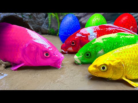 Exotic Fish Aquarium underground! Crocodile, Catfish Trap Baby Turtle Stop motion Experiment Fishing