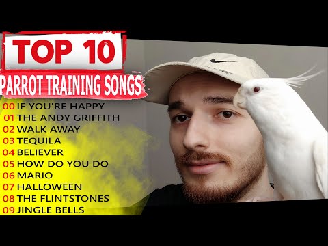 🎵MY BEST COCKATIEL TRAINING SONGS EVER for Cockatiel Singing! Parrot Training