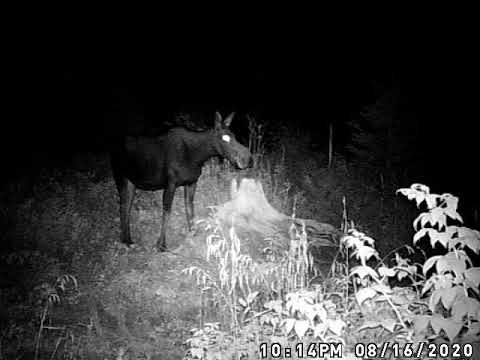 New Brunswick Moose Cow August 16th 2020 1013PM