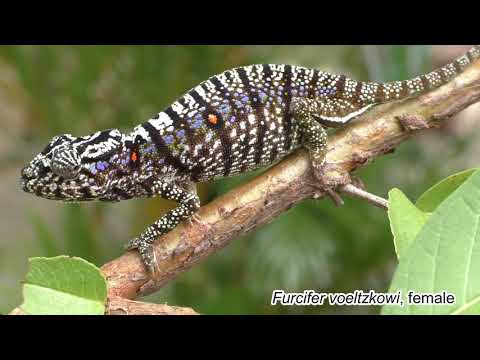 Researchers Rediscover Malagasy Chameleon After 100 Years