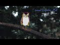 Advice by Cavetown ft. Sam Goater (Official Audio) | Animal Kingdom