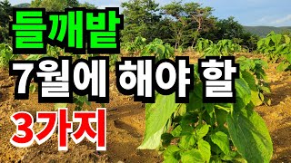 들깨밭 제초작업 이렇게 해야 약해 없어요,웃거름은 언제주는지 순치기는 알수있어요