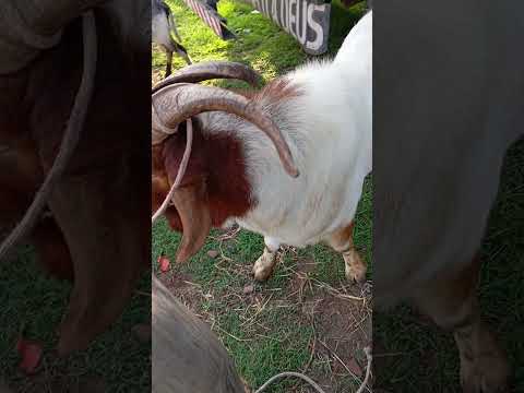 Bode Bôer por 1700,00 na Feira de Tabira Pernambuco #nordeste