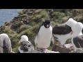 Expedition To Antarctica Southern Lands In 4K