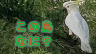 【ケアンズの鳥】Cockatoo　キバタン