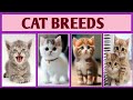 Cat Breeds From Different Countries