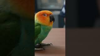 Talking Parrot in U.S. Police Station | “Arrest Me, I Love You!” | Realistic Cinematic Short