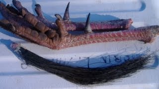 Preserving Wild Turkey Spurs