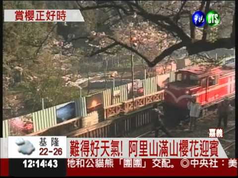 櫻花妍麗綻放 阿里山美呆了!