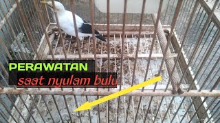Download lagu PERAWATAN BURUNG JALAK NYULAM BULU mp3 Download lagu PERAWATAN BURUNG JALAK NYULAM BULU mp3