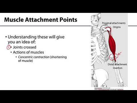 Anterior Neck and Thorax LO 4 - Muscle Attachments