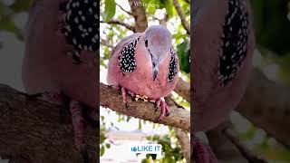 Download lagu Suara Panggilan Merpati | #Burung #pendek mp3