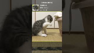 子猫 急に冷める