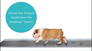 System Strideway Tekscan