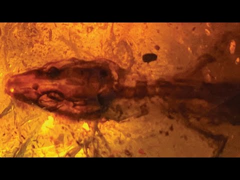 Unglaublicher Fund: Forscher entdecken 110 Millionen Jahre alte Eidechse in Bernstein