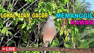 Download lagu suara burung Perkutut Lokal Gacor paling manjur buat masteran mp3 Download lagu suara burung Perkutut Lokal Gacor paling manjur buat masteran mp3