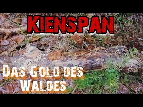 Kienspan - Das Gold des Waldes #bushcraft #outdoors #survival #botanik #fire #fatwood 