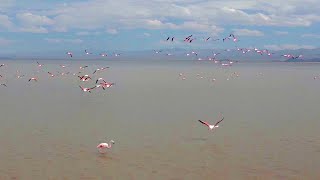 חוו טיסה כמו פלמינגו | המקום הפראי | BBC Earth