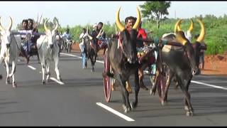 Rekla Race 2013 Kalanivasal(BJP) Puthupatti Ganapa