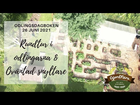 Rundtur i odlingarna, Oväntad snyltare & en tävlingsvinnare - Odlingsdagboken 26 Juni 2021