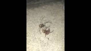 Black Widow Spider Feeding #1 - Baby eats a Brown House Spider!