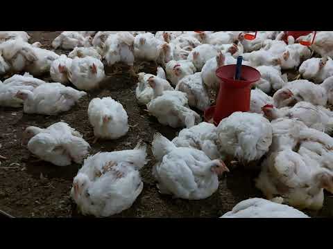 pre starter》starter》 Finisher》 Finisher pellet -- Niyom naina pijabiyu