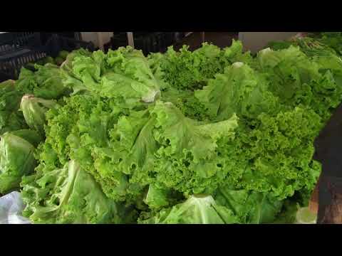 Aumento no volume de chuvas reflete no preço das verduras