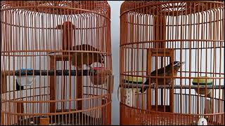 Download lagu PANCINGAN WAMBI RIBUT mp3