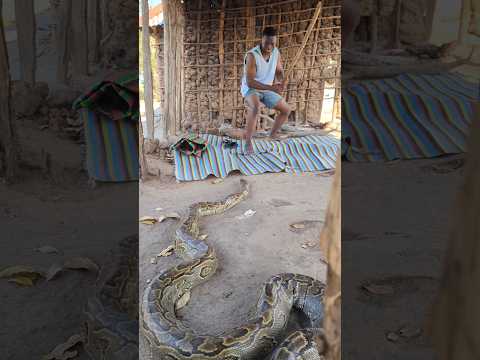 A snake wants to swallow a sleeping boy — watch what happened.🐍🐍