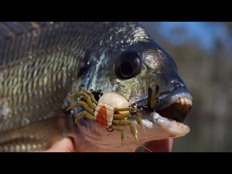 Bream Love Crabs!
