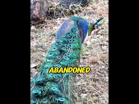 I Rescued Two Peacocks After Their Friend Led Me to Help. Their Reaction Left Me Speechless!#peacock