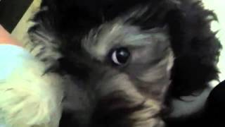 Dog (aussie doodle) Gets Upset While I'm Working