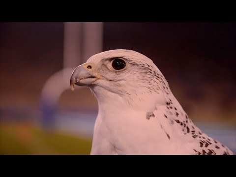 download lagu mp3 mp4 Aurora Falcon, download lagu Aurora Falcon gratis, unduh video klip Aurora Falcon