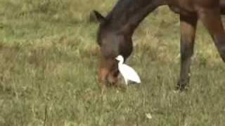 A Lot of Mercy   - Desteni Chill - Great Chill Out Sounds