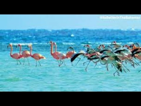 Thế giới động vật dưới cánh rừng ngập mặn quần đảo Bahamas