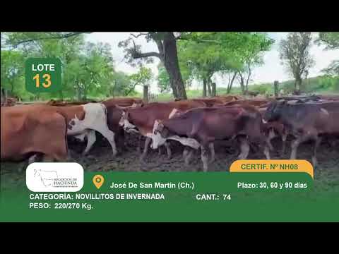 Lote Novillitos Inv - J De San Martín - Chaco