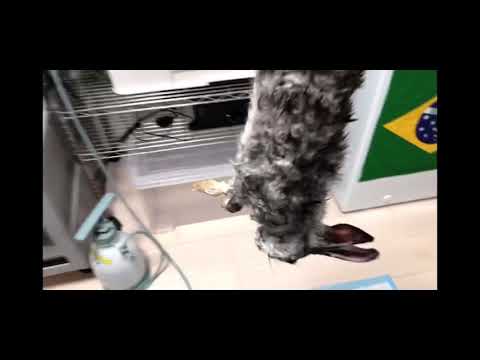 動物虐待を報告するにはどうすればよいですか?