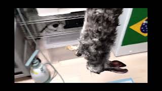 【動物虐待】ウサギを間違えて溺死させてしまったので...