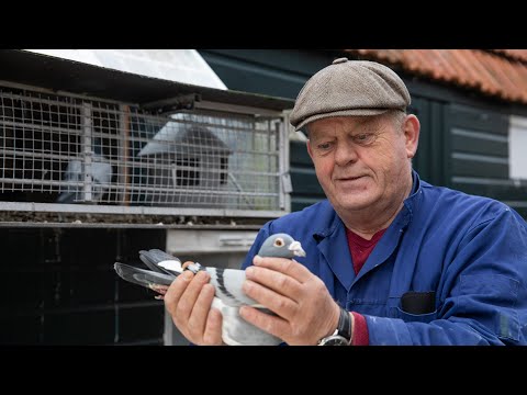 National WHZB/TBOTB/NPO winners 2022: 1st Ace Pigeon Youngbirds, Brant de Roos, Zwagerbosch