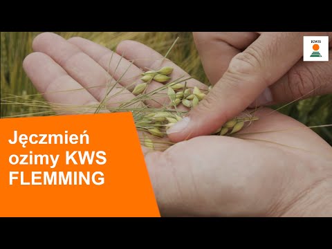 Jęczmień ozimy KWS FLEMMING