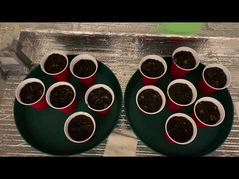 Purple Dahlia Grow Journal Episode 2: Planting the Seeds