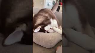Dramatic dog  #funnydog #funnyvideo #dogsoftiktok #fyp #foryou #usa