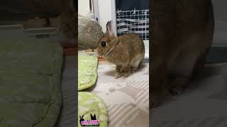 🐇そしてあくび