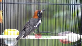 Download lagu ANIS KEMBANG FULL ISIAN II mp3 Download lagu ANIS KEMBANG FULL ISIAN II mp3