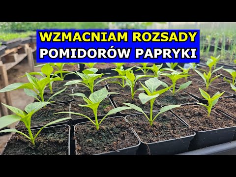 I strengthen the seedlings of tomatoes, peppers, celery, leeks, onions. I cultivate the roots of ...