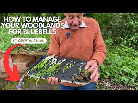 Managing woodlands for bluebells