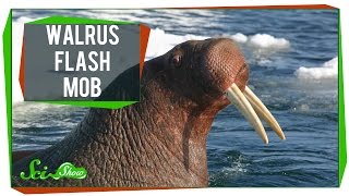 Walrus Flash Mob & 20 Years of Pot Research