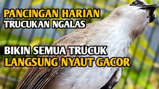 Download lagu Suara Trucukan Ngalas Memanggil Lawan, Dalam Sekejap Trucuk Apapun Langsung RESPON NYAUT GACOR mp3 Download lagu Suara Trucukan Ngalas Memanggil Lawan, Dalam Sekejap Trucuk Apapun Langsung RESPON NYAUT GACOR mp3