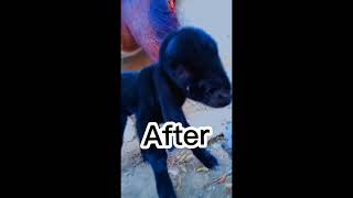 my goat before and after video